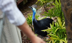 Cassowary Feeding at Mysterious Papua