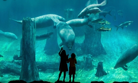 River Wonders Admission