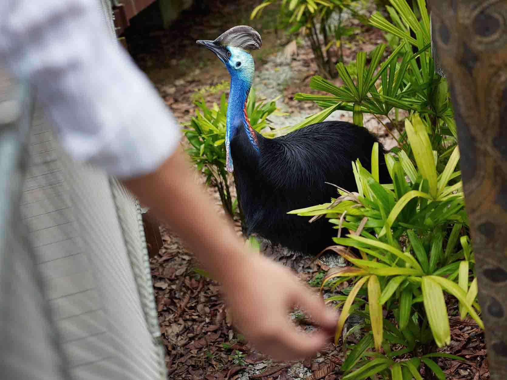 Cassowary Feeding at Mysterious Papua