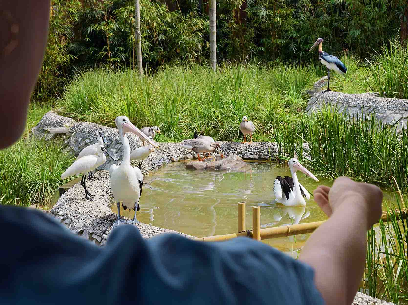 Shorebird Feeding at Wings of Asia