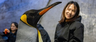 Backstage Pass: Penguin Encounters
