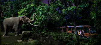 Safari Tram Adventure