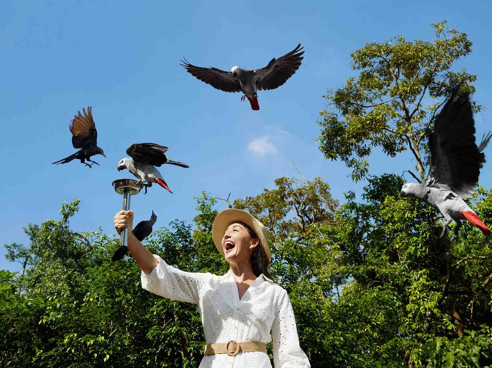 Starlings Feeding at Heart of Africa