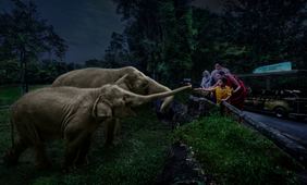 Safari Adventure Tour