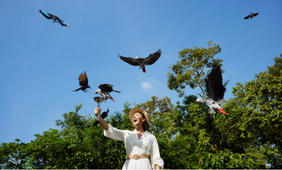 Starlings Feeding at Rwanda Nyungwe Forest Heart of Africa​