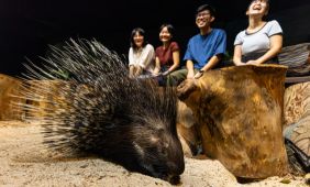 Hello From The Wild: Porcupine