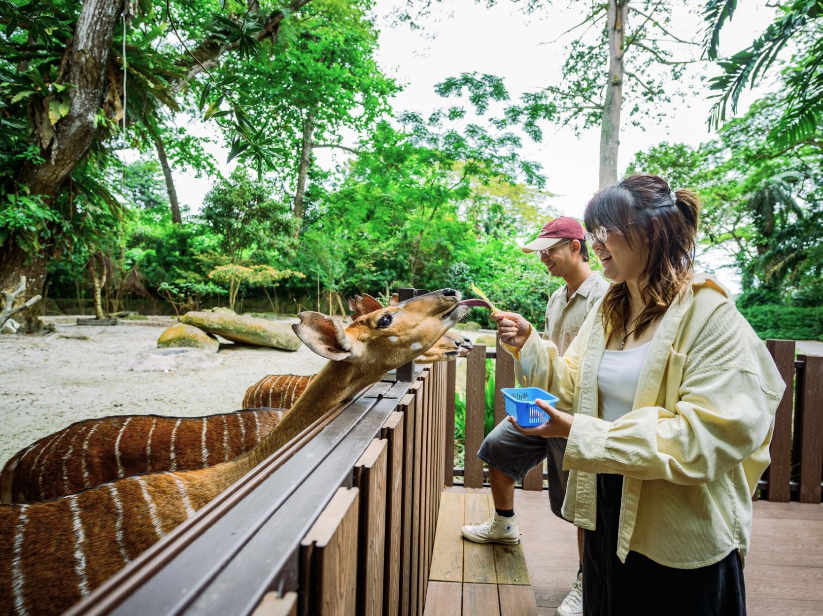 安氏林羚喂食​